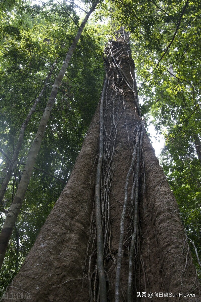 鎴戝湪瑗夸集鍒╀簹,瑗夸集鍒╀簹妫灄鏈変粈涔堝ソ鏈ㄦ潗