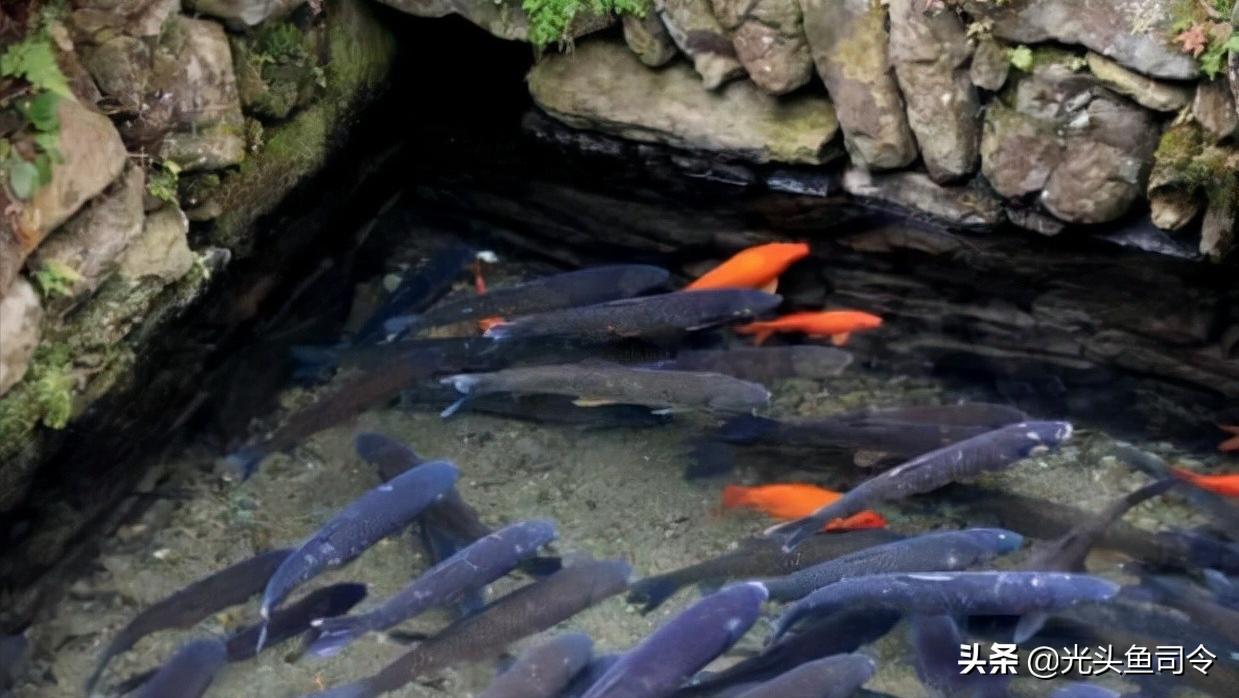 四大家鱼最深能生活在多少米,淡水鱼最大多大