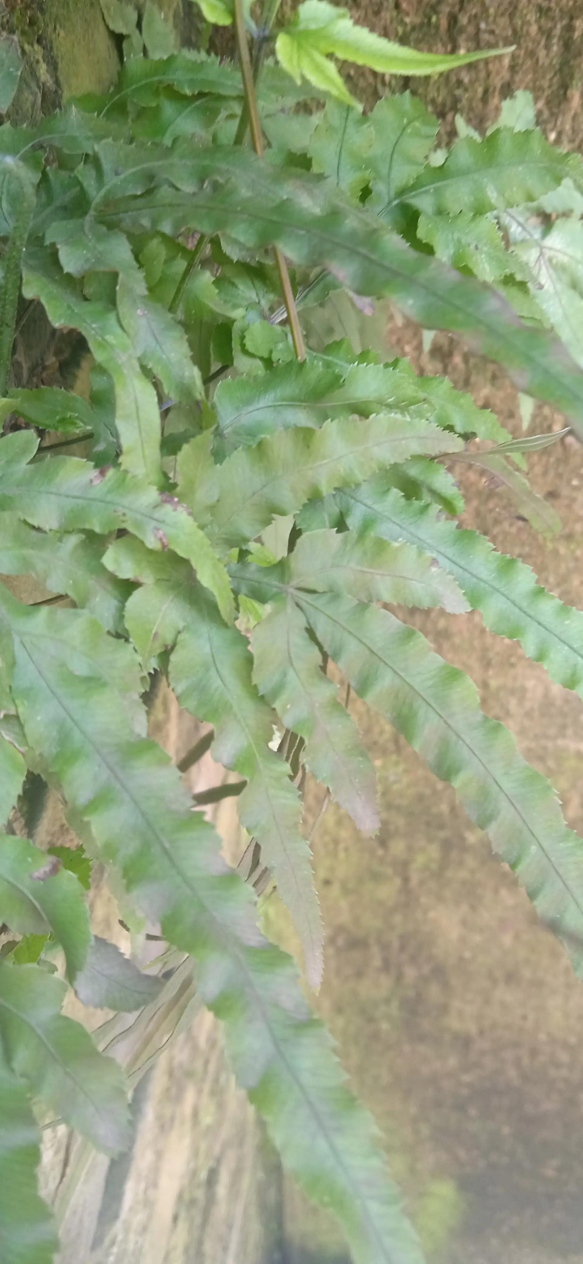 这种草到处都是，大多数人不知道它有啥用。你还是采一些吧