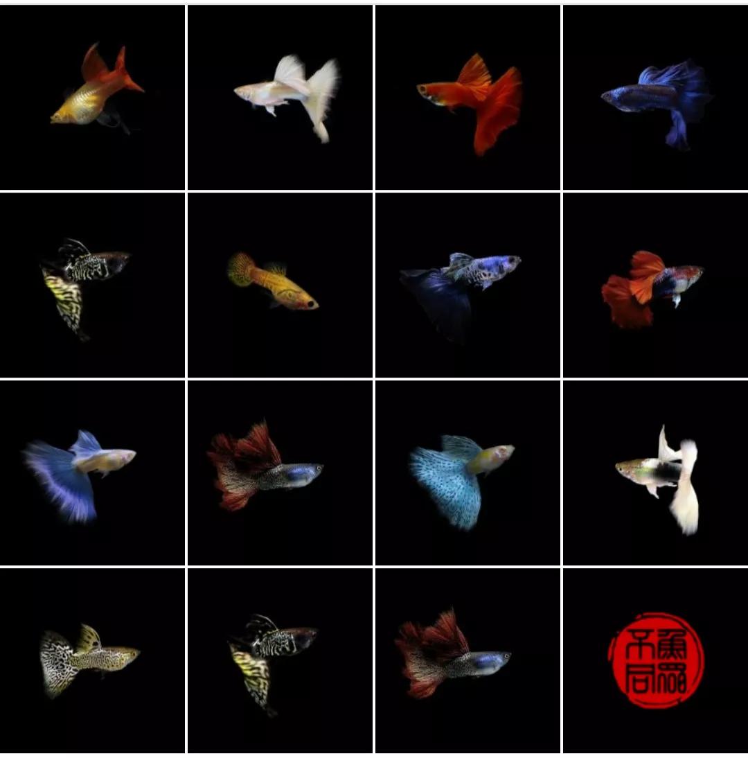 热带鱼观赏鱼养殖必知技巧,新手养热带鱼养什么鱼比较好