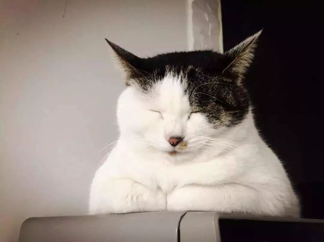 猫咪的迷惑行为和奇怪的睡姿,看猫咪的睡姿判断它的警惕性