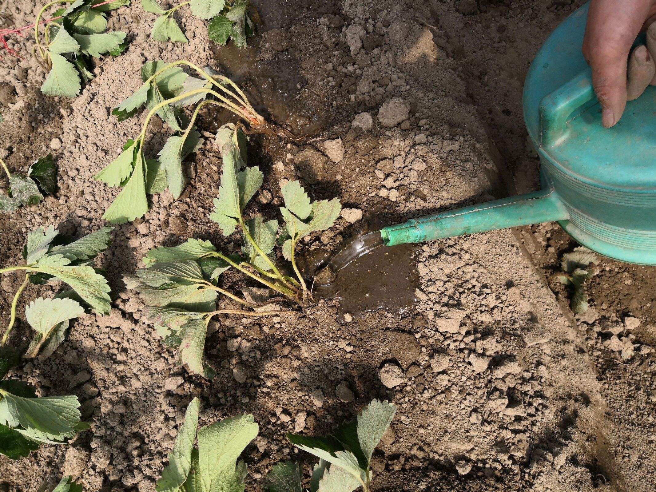 施肥施不好花易烧根怎么解救,观赏植物肥料施多了烧根怎么办