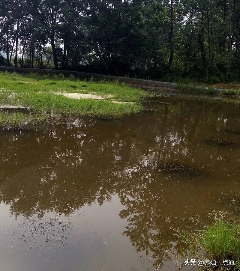 鱼虾池塘水质检测,鱼虾氨氮怎么检测