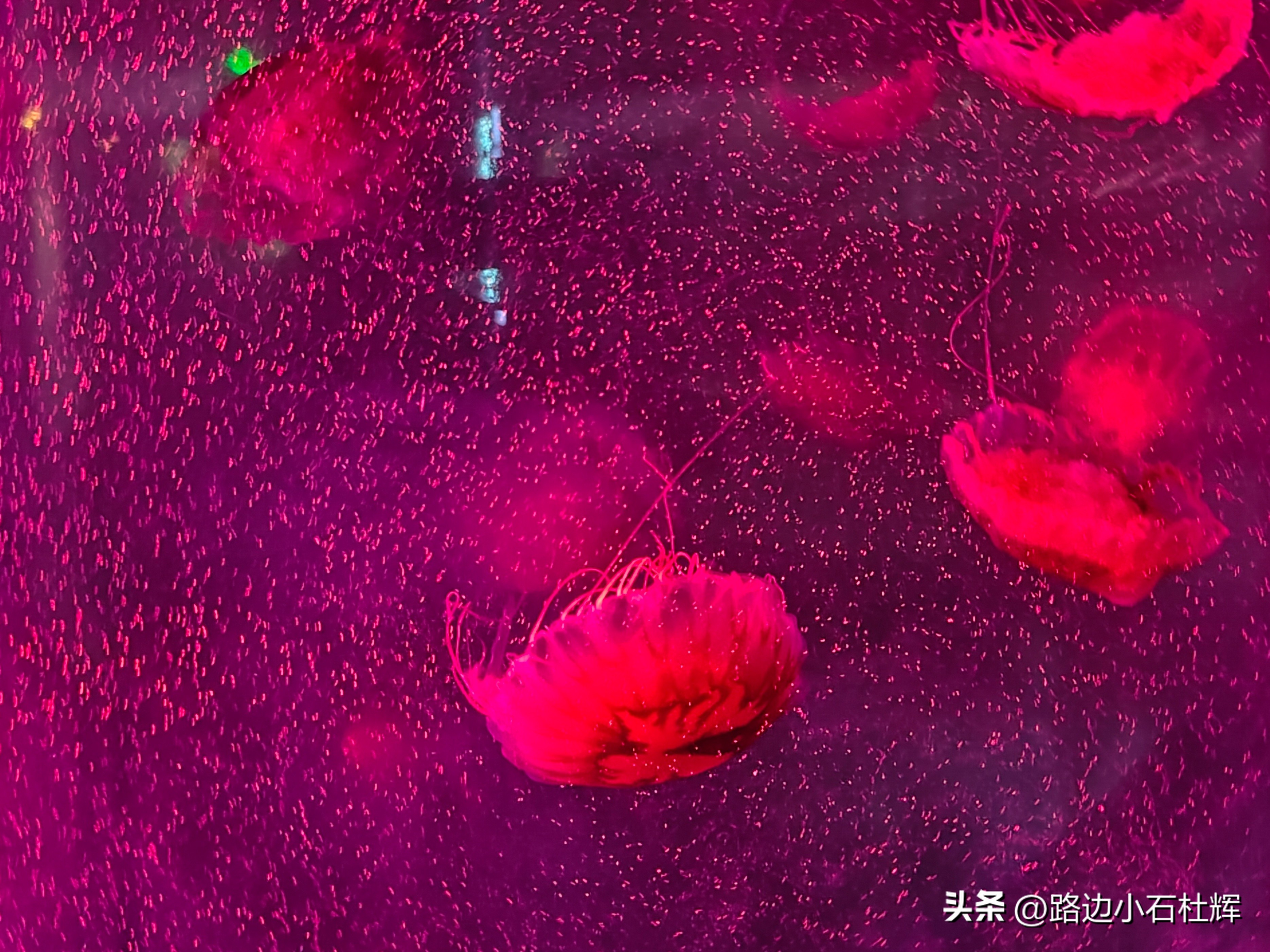 北京富国海底世界海洋水族馆,北京海洋馆和工体海洋世界