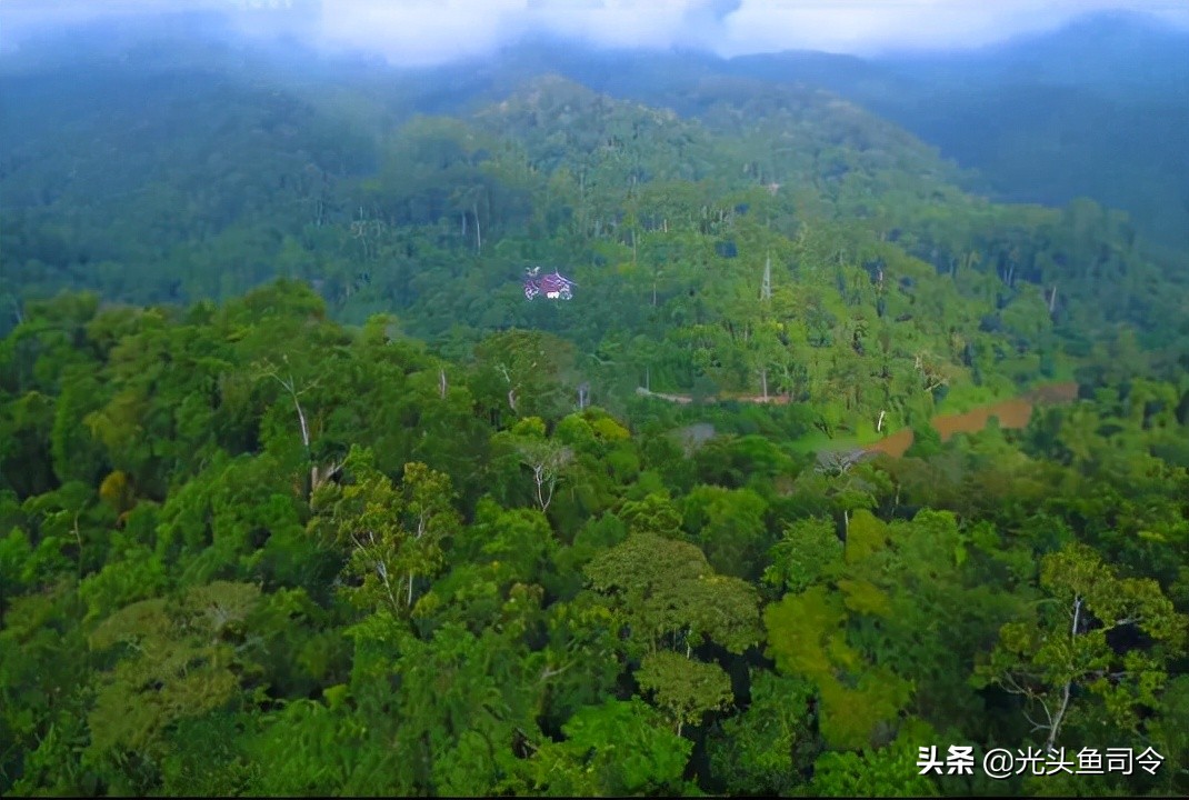 班纳吸血毯,西双版纳吸血毯真实事件