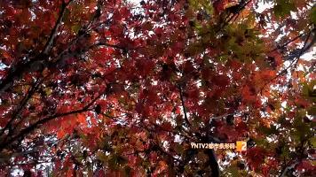 秋天的云南哪里漂亮又美丽,有一种美叫云南的秋天美景