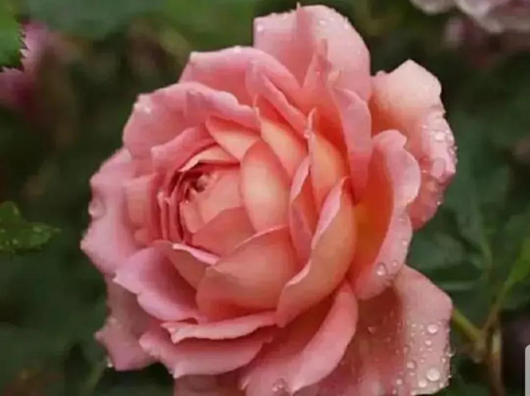 月季蔷薇玫瑰三者的区别图,蔷薇月季玫瑰的区别和联系