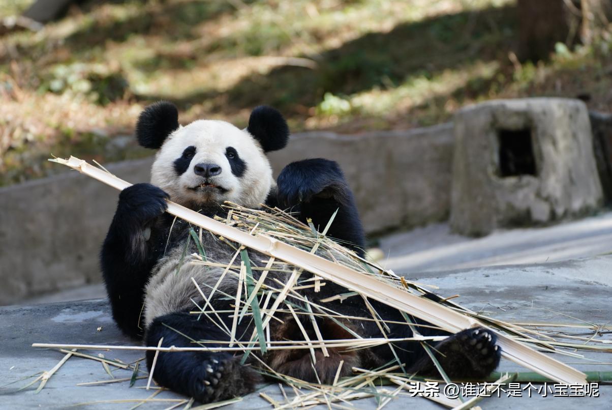 大熊猫喜妹咬伤饲养员,每天认识一只大熊猫