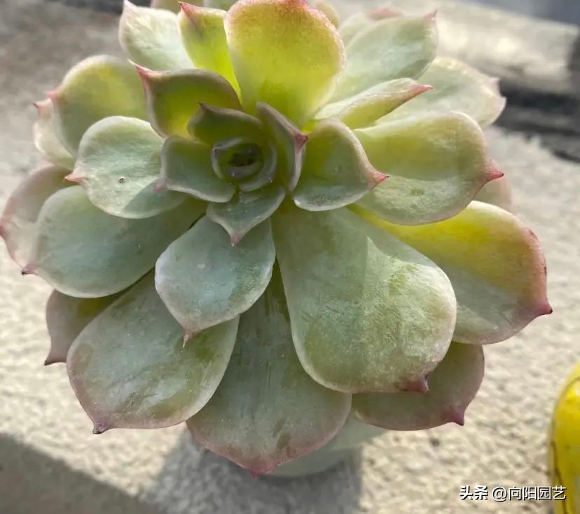 法师多肉叶子软了怎么回事,多肉叶插叶子软了怎么办