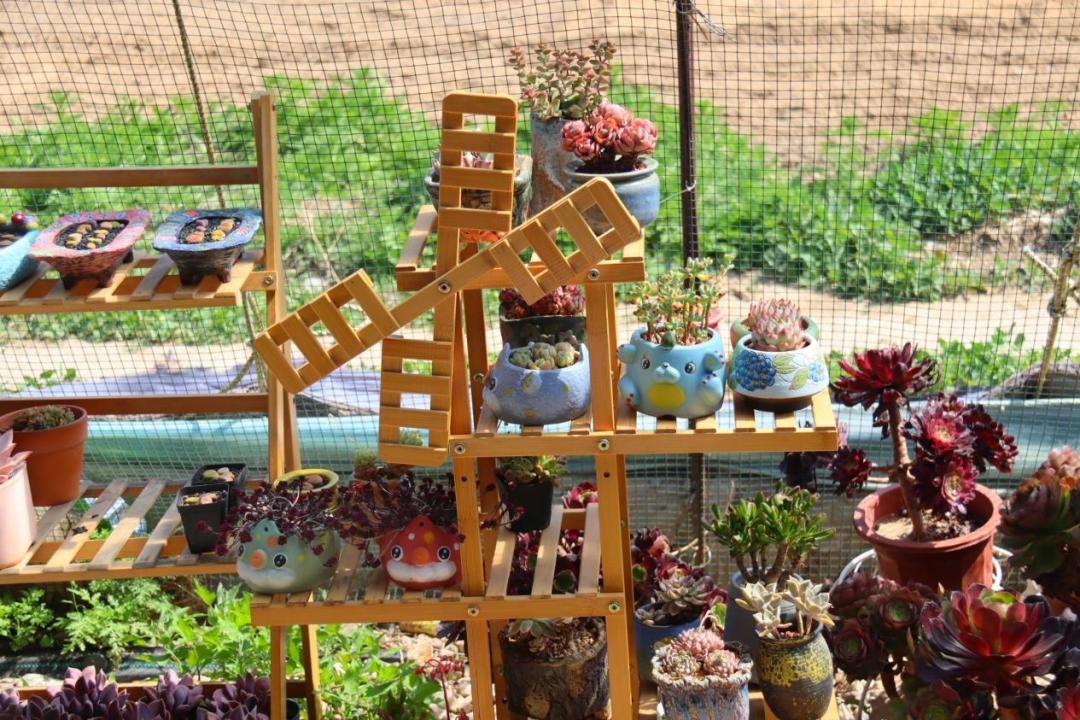 乡村振兴多肉,多肉种植成乡村振兴新宠