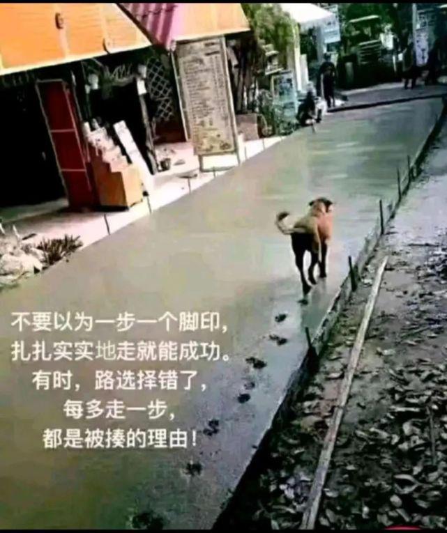 犬与猫的游戏,鹅与狗的游戏