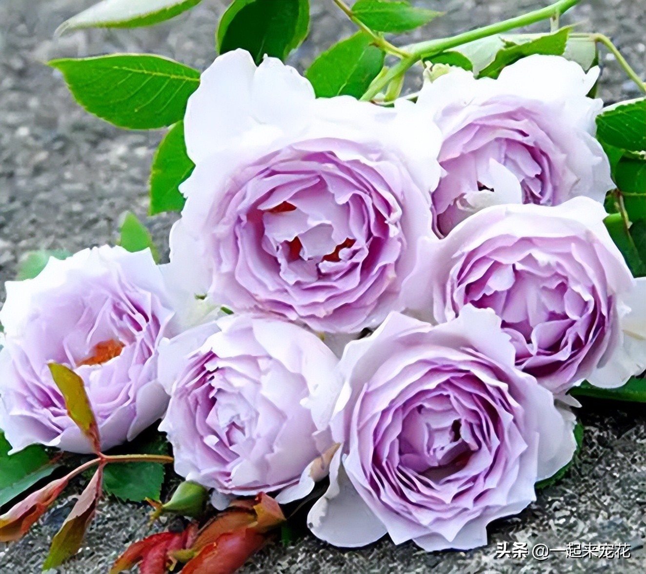 最漂亮10种盆栽月季,月季冬天如何养护春天才会爆花