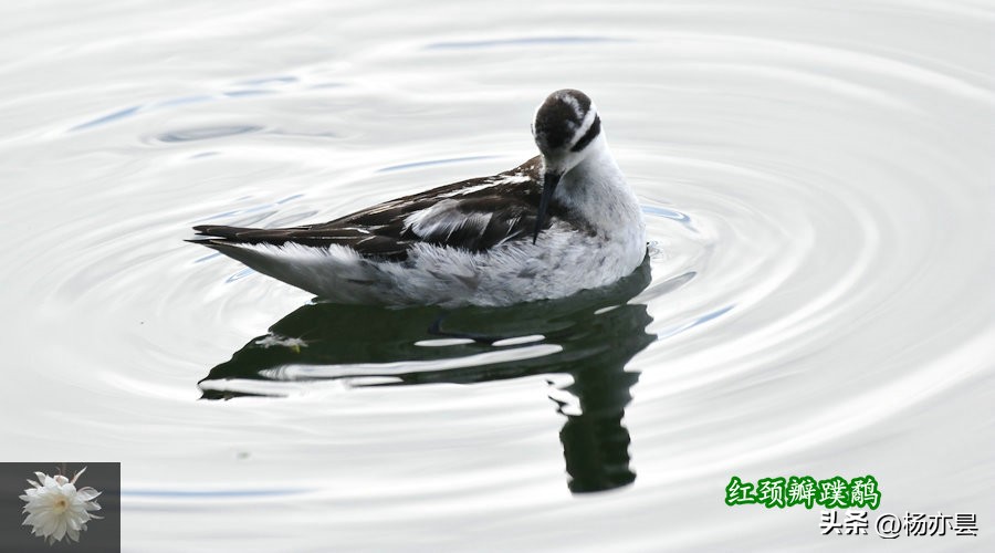 红瓣蹼鹬,红颈瓣蹼鹬声音