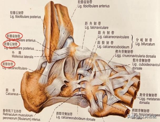 崴脚不重视当心出现后遗症,崴脚处理不及时会导致习惯性崴脚