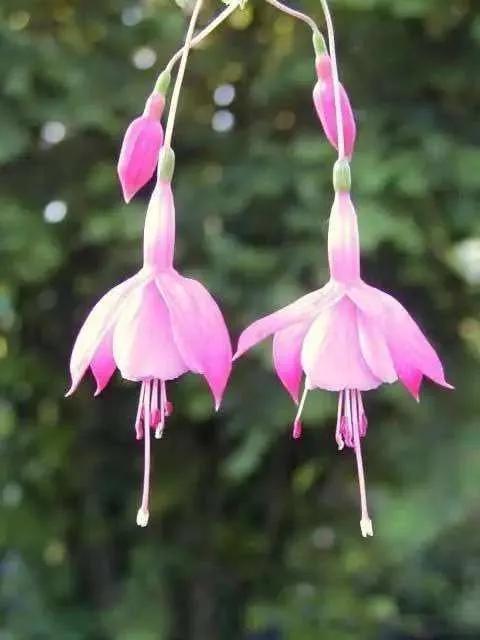 花朵壁纸横版,花朵招财壁纸