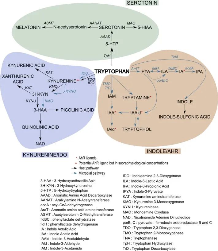 色氨酸代谢,色氨酸分解快会干嘛