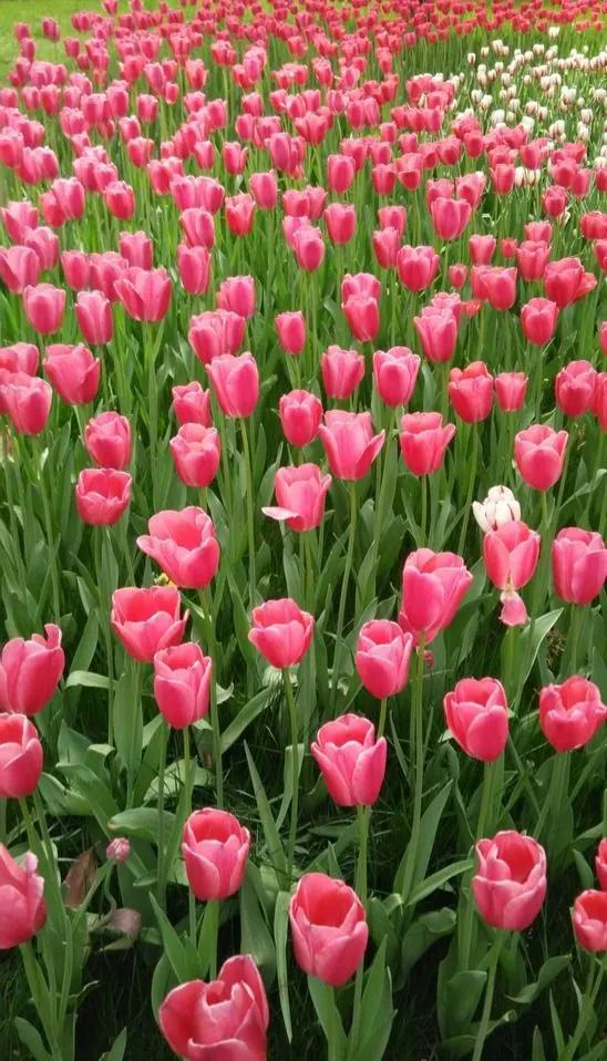 郁金香欣赏,郁金香图片大全大图欣赏