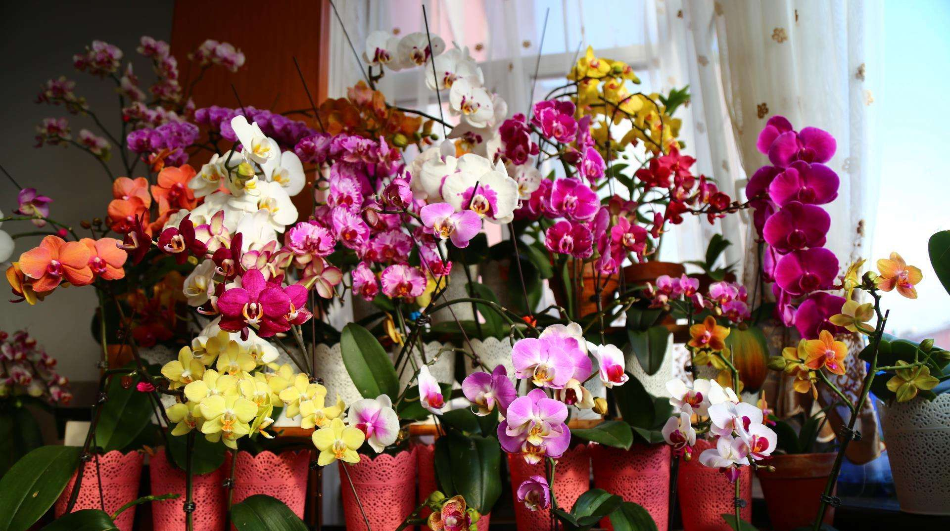 养在家里富贵花有哪些品种,盆栽富贵花怎么种植最好