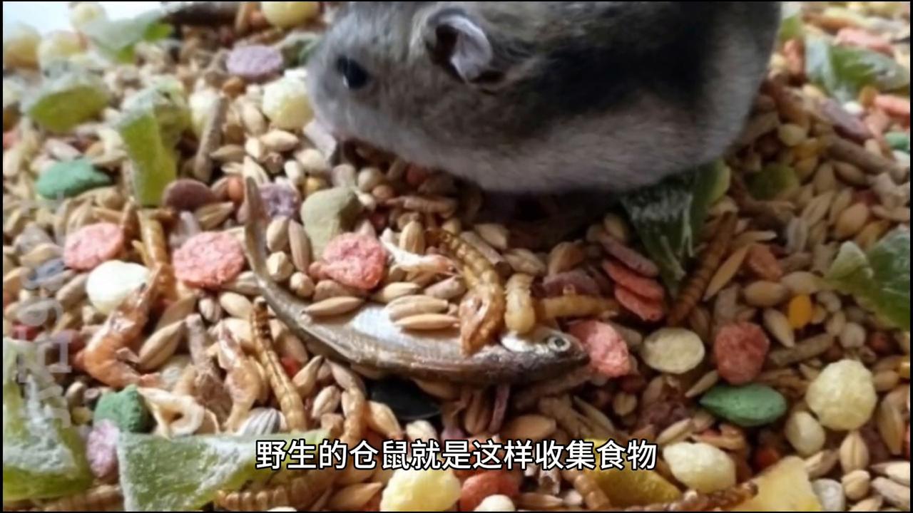 怎样养仓鼠让仓鼠喜欢你,仓鼠新手怎样养仓鼠