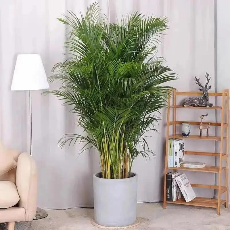 绿巨人盆栽能放在客厅,绿巨人室内大型盆栽