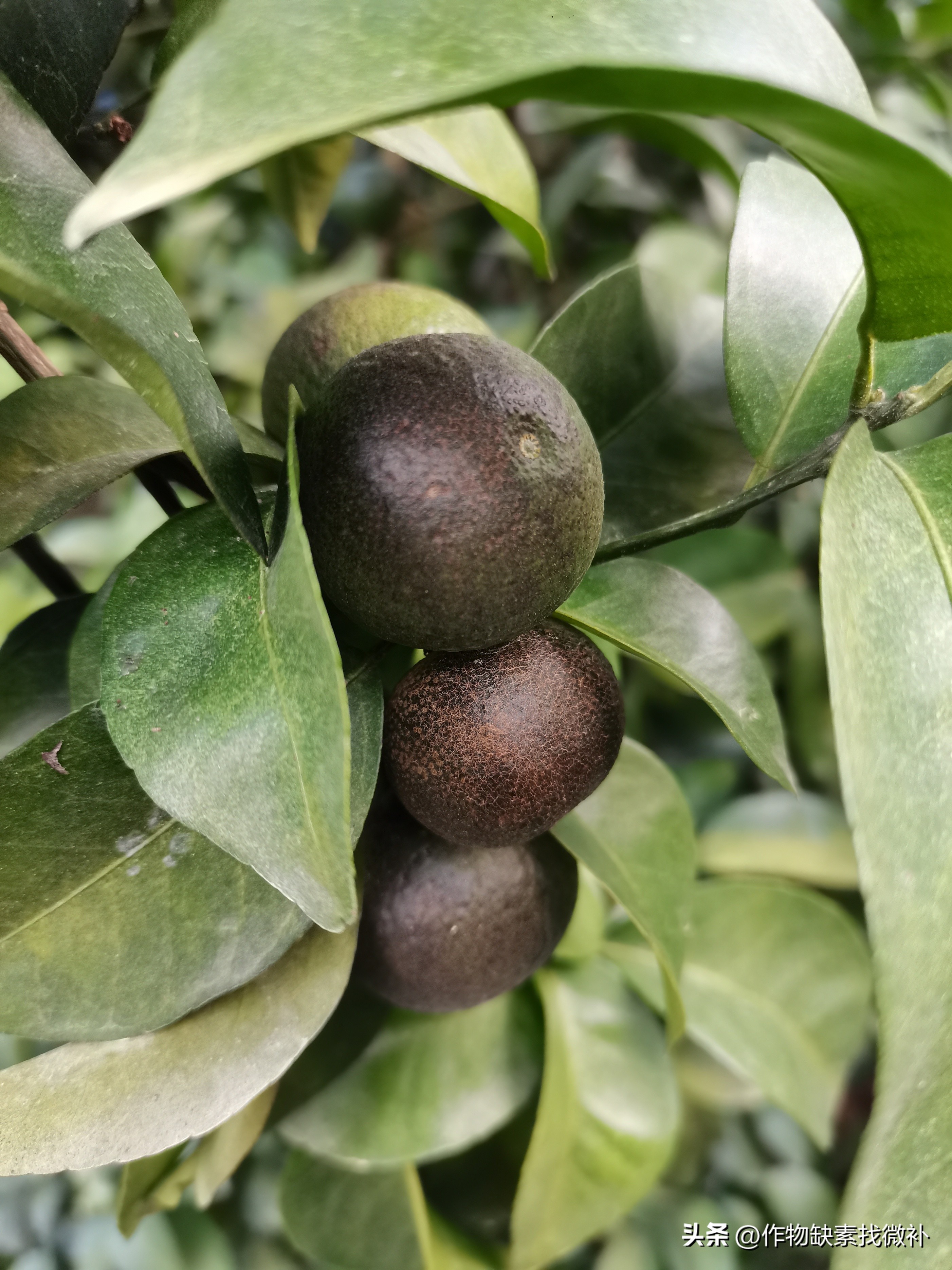 柑桔锈壁虱怎么防治,锈壁虱危害柑橘幼果