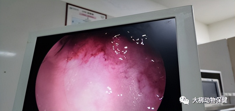 猫咪胃炎出血怎么治疗最好,猫咪肠胃炎的表现症状有哪些