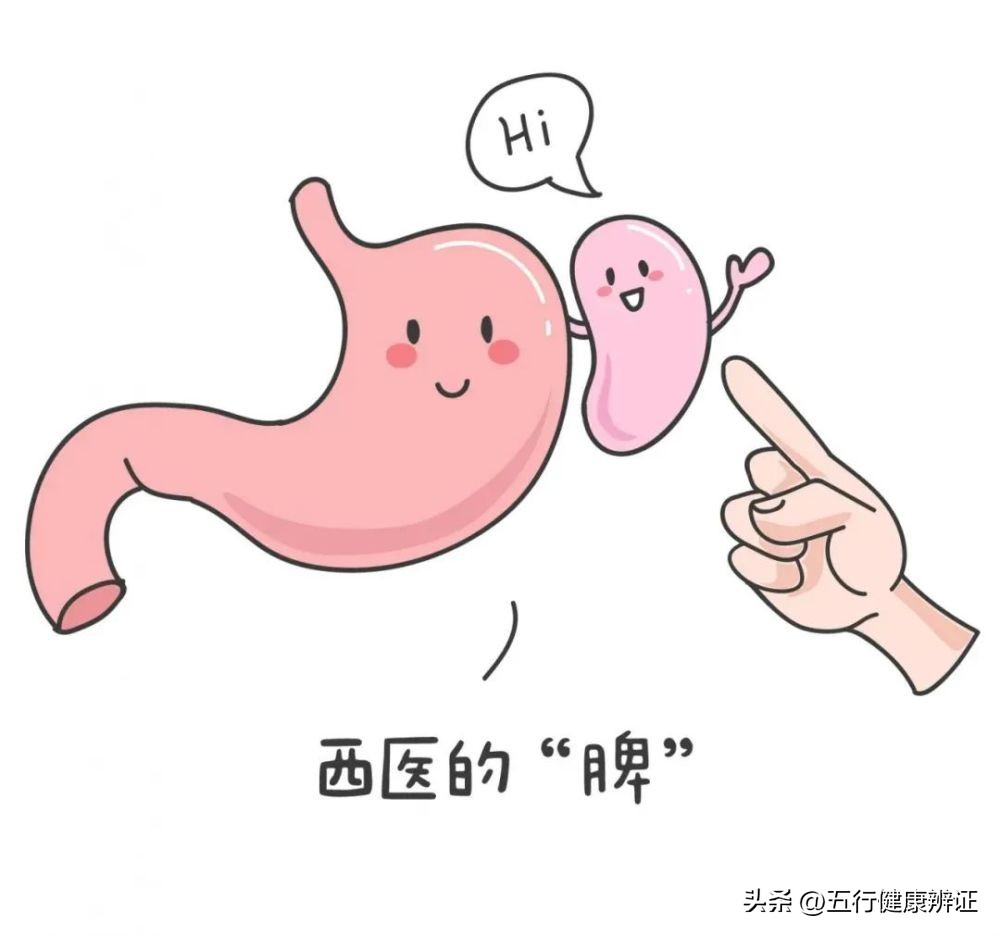 肺为肾之母中医解析,肺为五脏之阳脾为五脾之阴