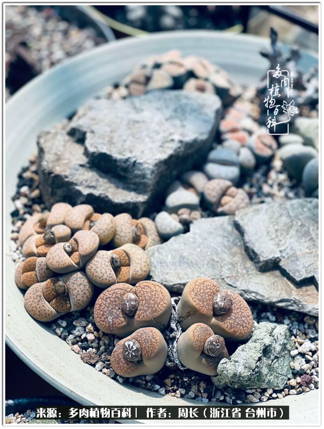 云南树脂粘土多肉组合拼盘创意,多肉拼盘的五个要点是什么