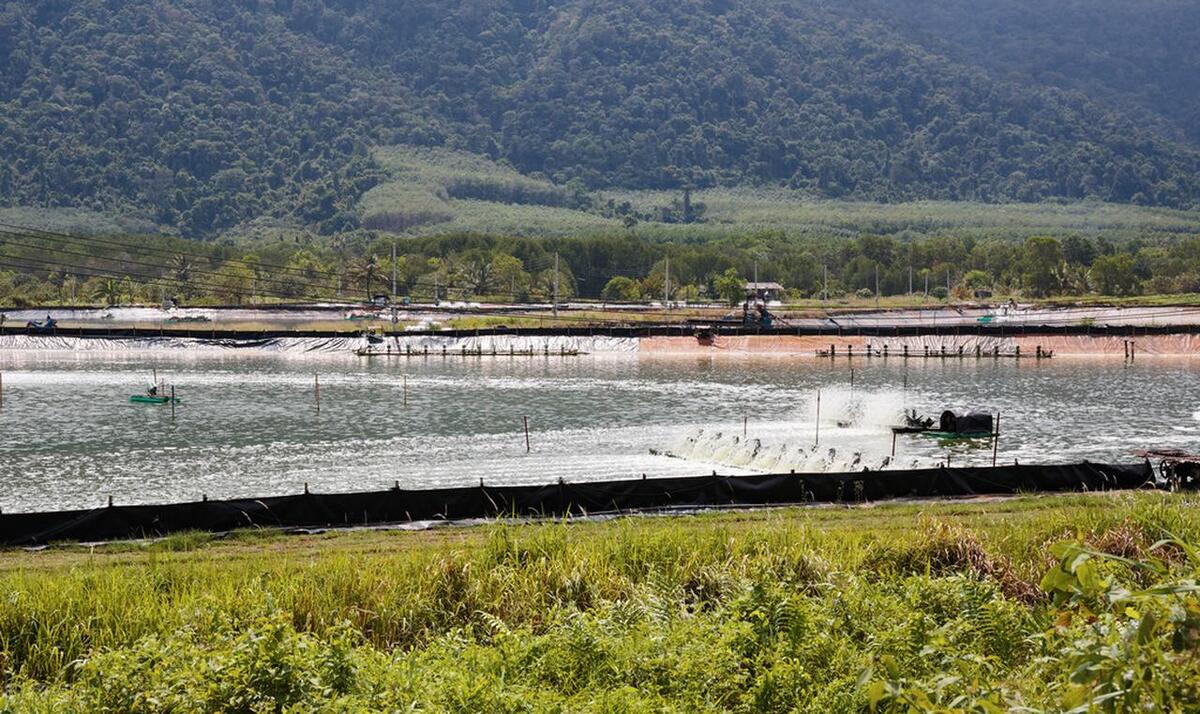 2023小龙虾价格走势图,2023年小龙虾价格行情如何