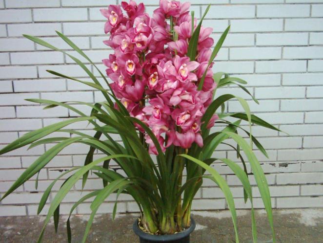 名贵的花卉就一定难养吗,花市的花怎么养得那么好