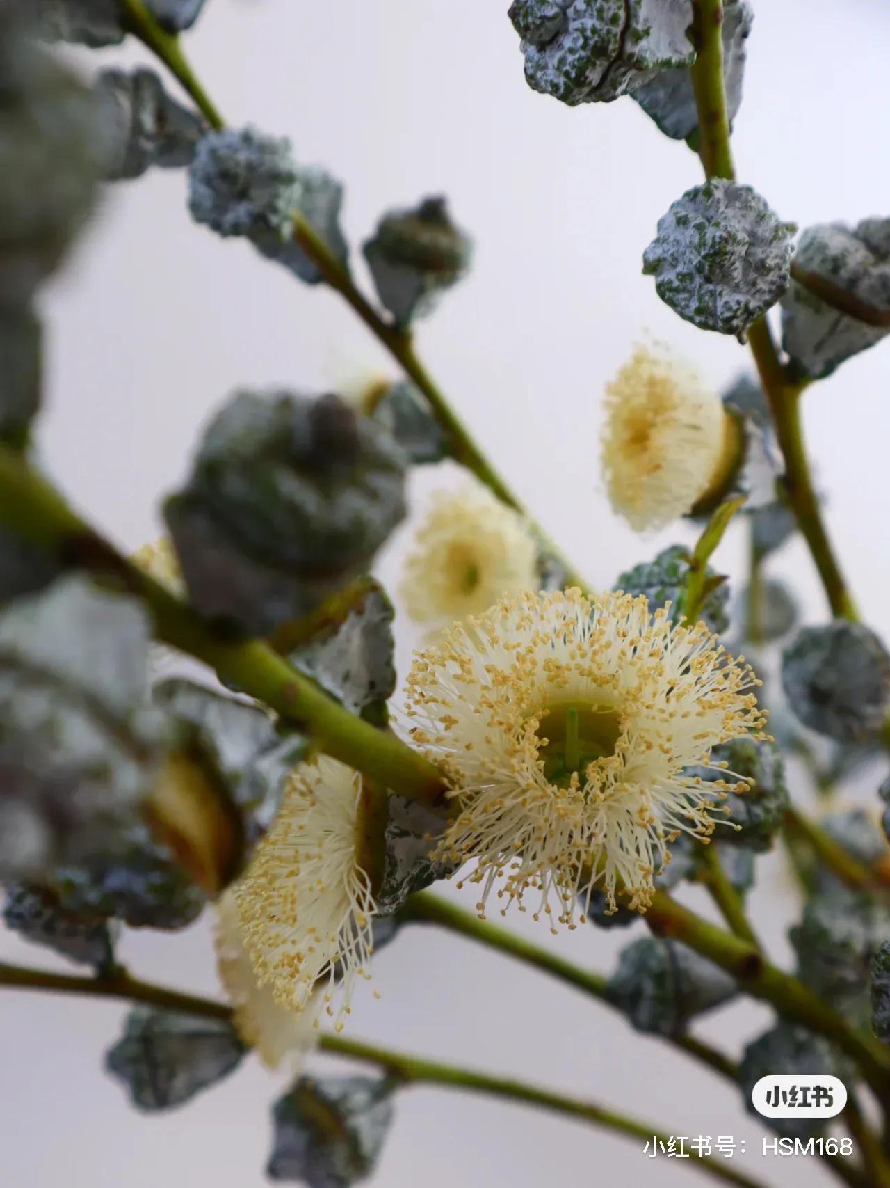小众的花材,小众又高级的花材