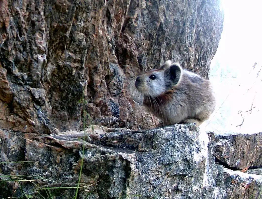 罕见奇怪的动物之伊犁鼠兔,伊犁鼠兔有多稀少