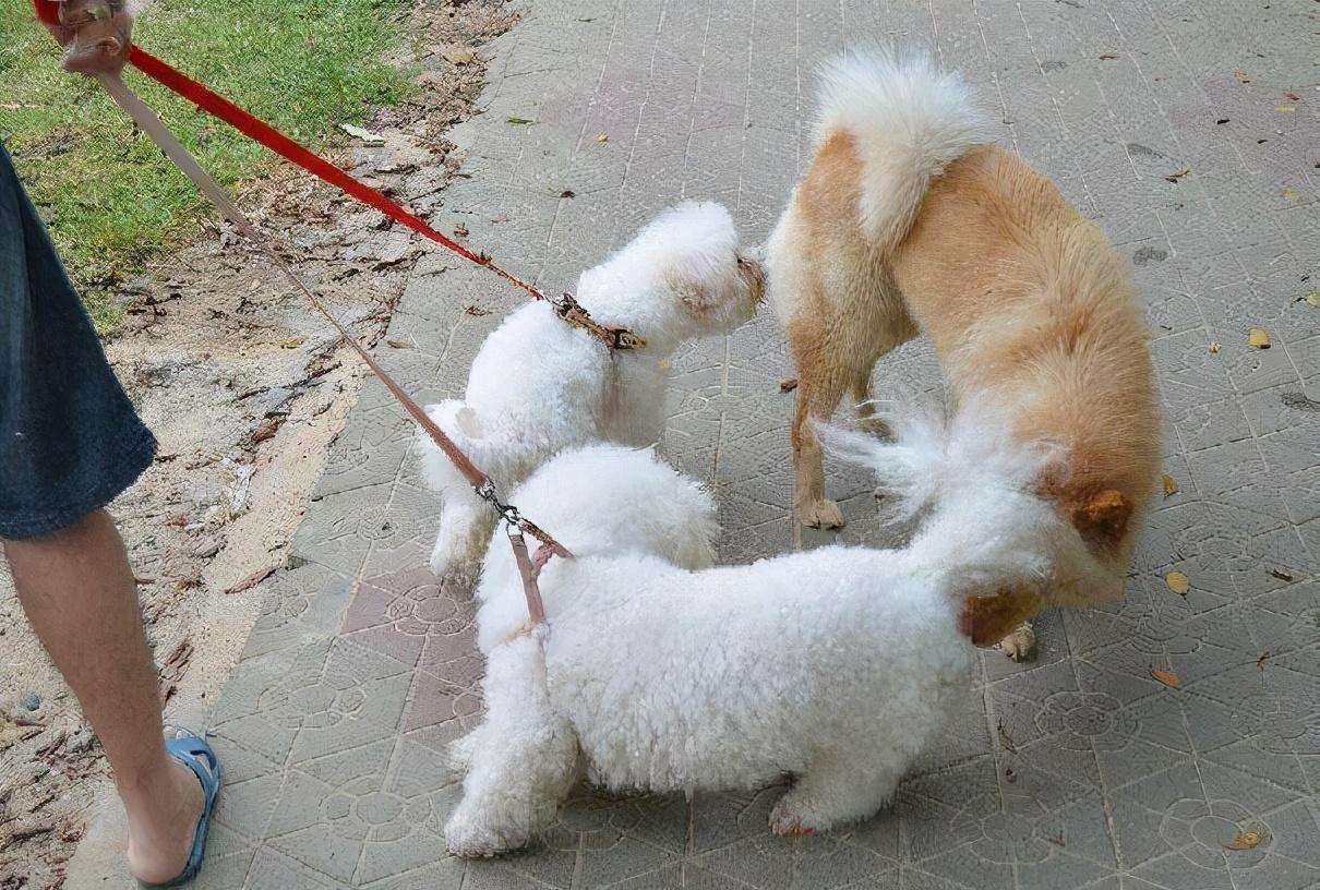 狗为什么会闻屁屁,两狗见面怎么能看出哪个凶