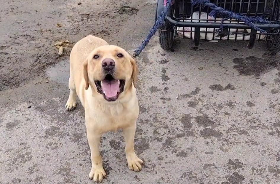 拉布拉多未咬人已被主人领回,拉布拉多因为吃得多被主人卖掉