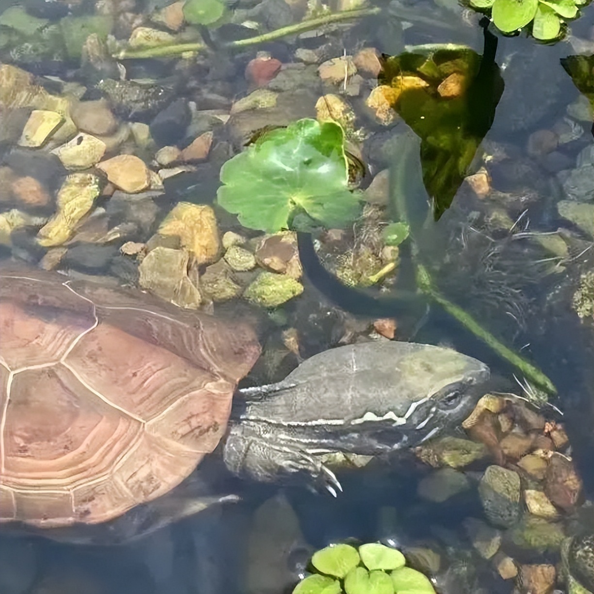 养了好久的乌龟会缺钙吗,乌龟缺钙吃什么鱼