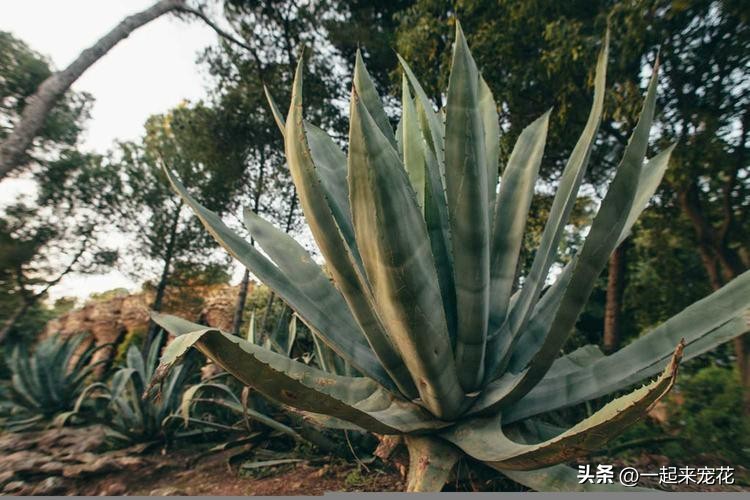 4种花便宜好养又漂亮,4种花漂亮寓意好