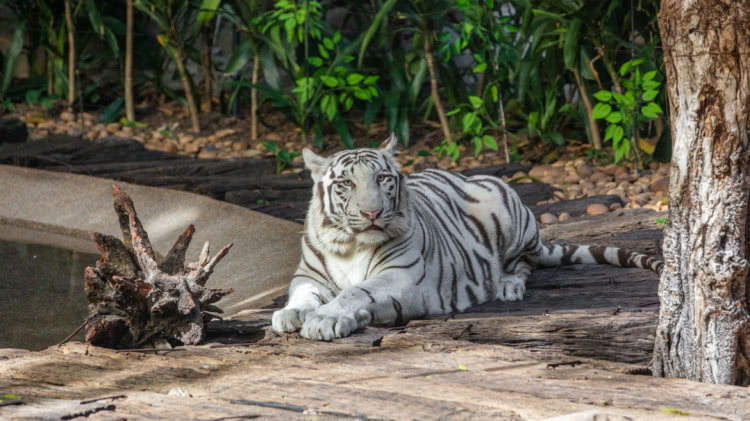 广州长隆酒店童趣乐园,广州游玩长隆性价比超高的酒店