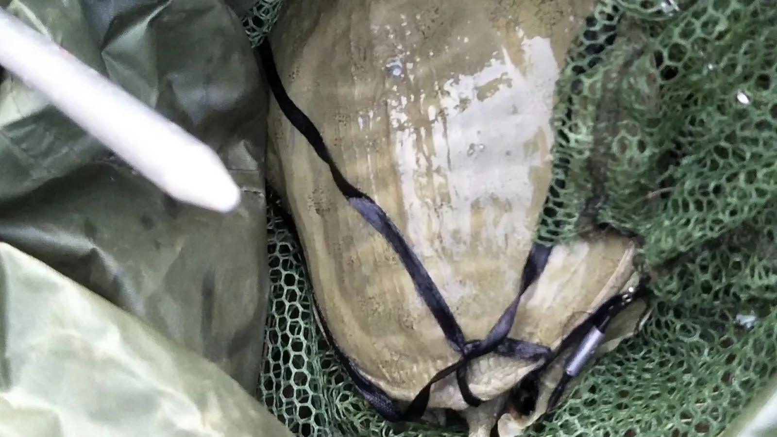 甲鱼咬人怎么样才能让它松开,甲鱼咬人后怎么才能快速松口