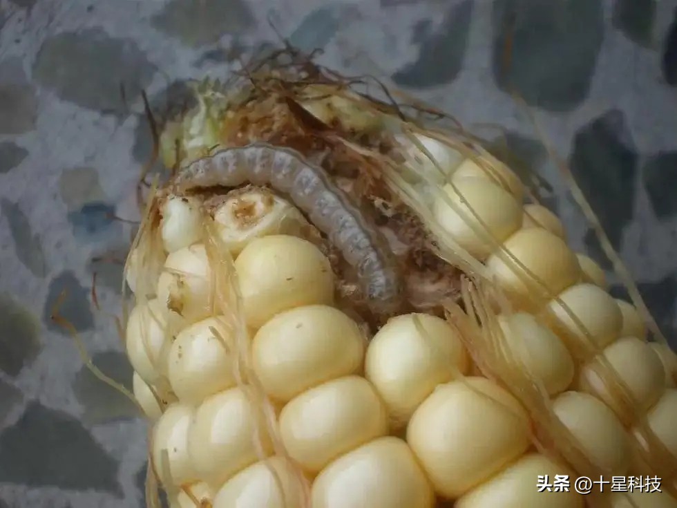 玉米抗虫品种审定,2022年抗虫的玉米种