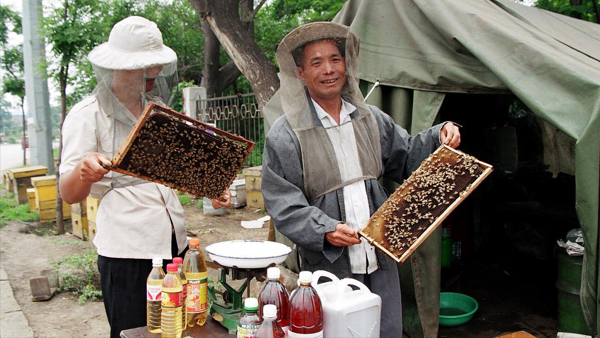 养蜂到底赚不赚钱？看看这三个人是怎么说的