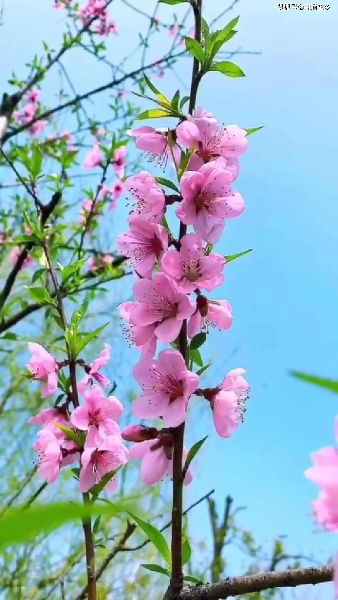 春风十里不如你——送给所有女性朋友