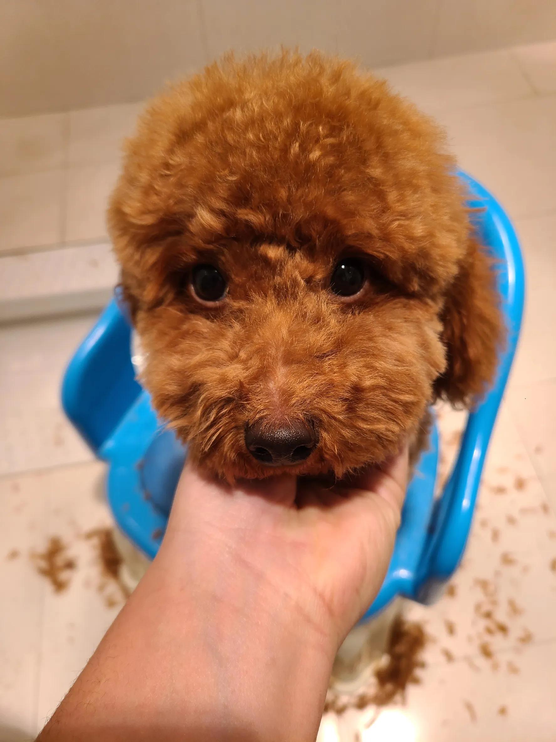 灰泰迪的成长史,一只泰迪的成长史