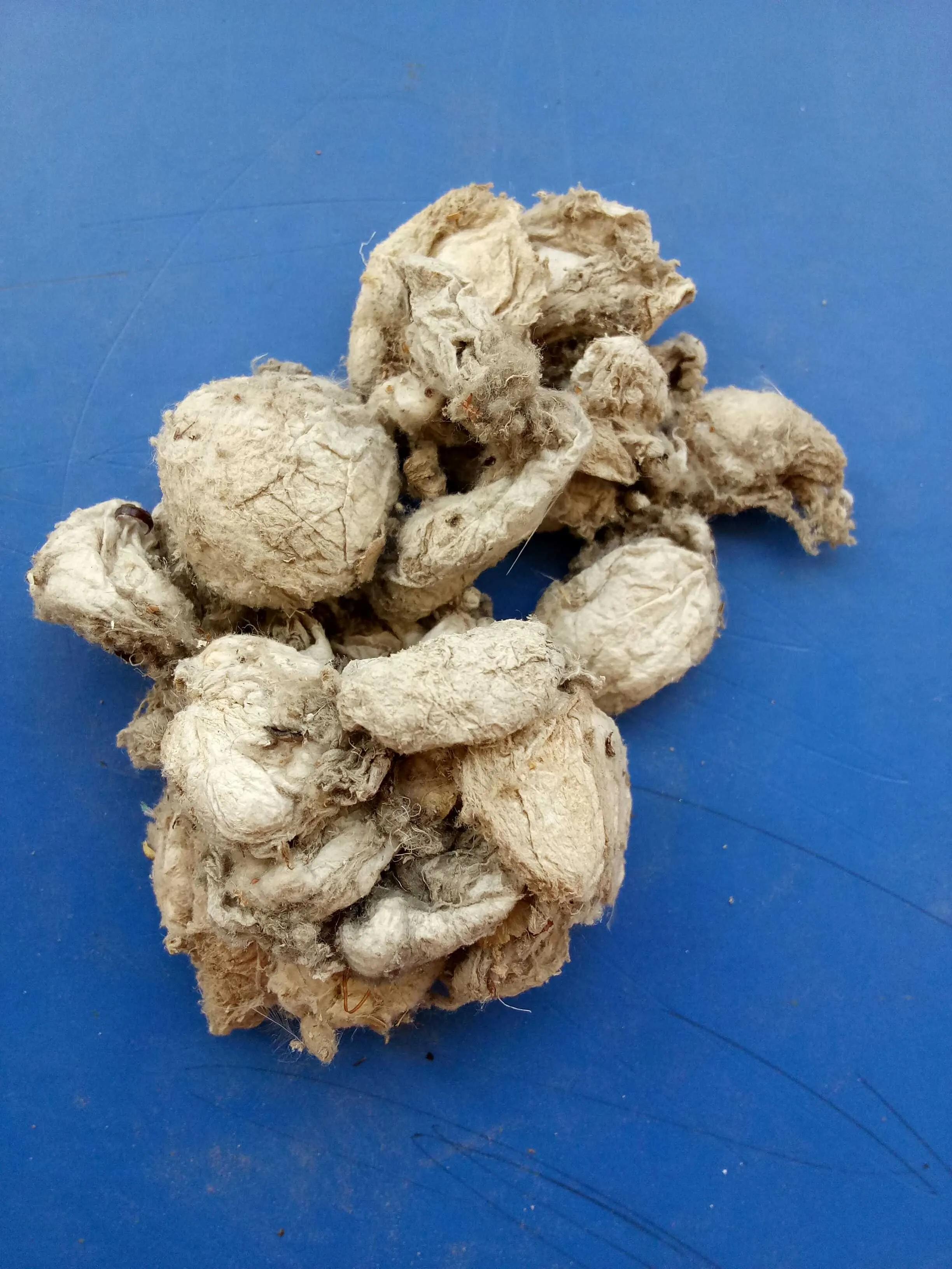 中药古今研究全集视频,中药古今研究木瓜