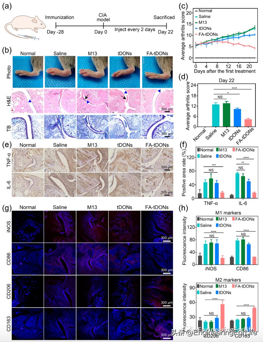 DNA也能清除炎症？类风湿性关节炎中的DNA折纸结构的靶向递送策略