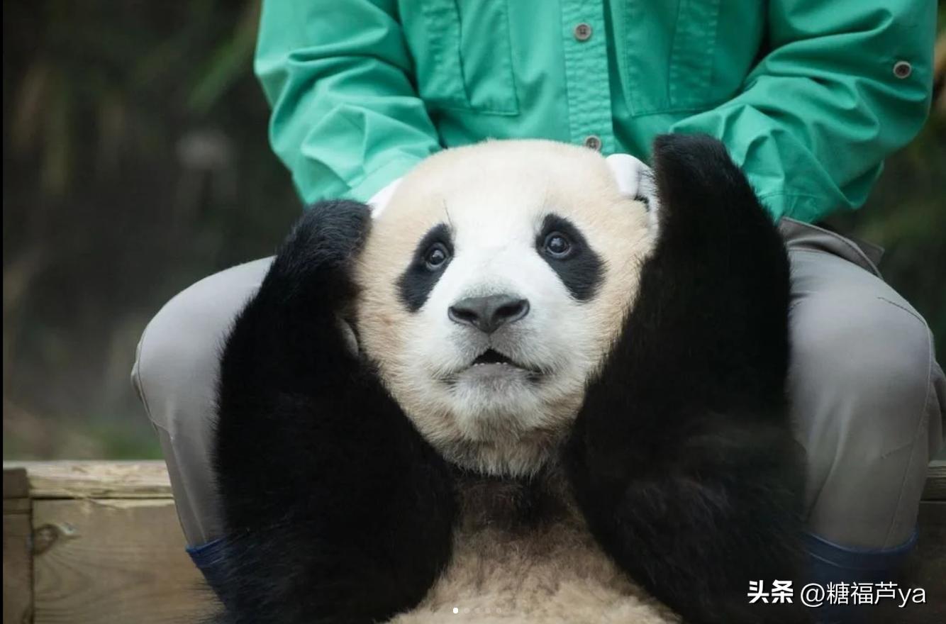 那些证明福宝是人的证据——毛皮大衣下是个小人精