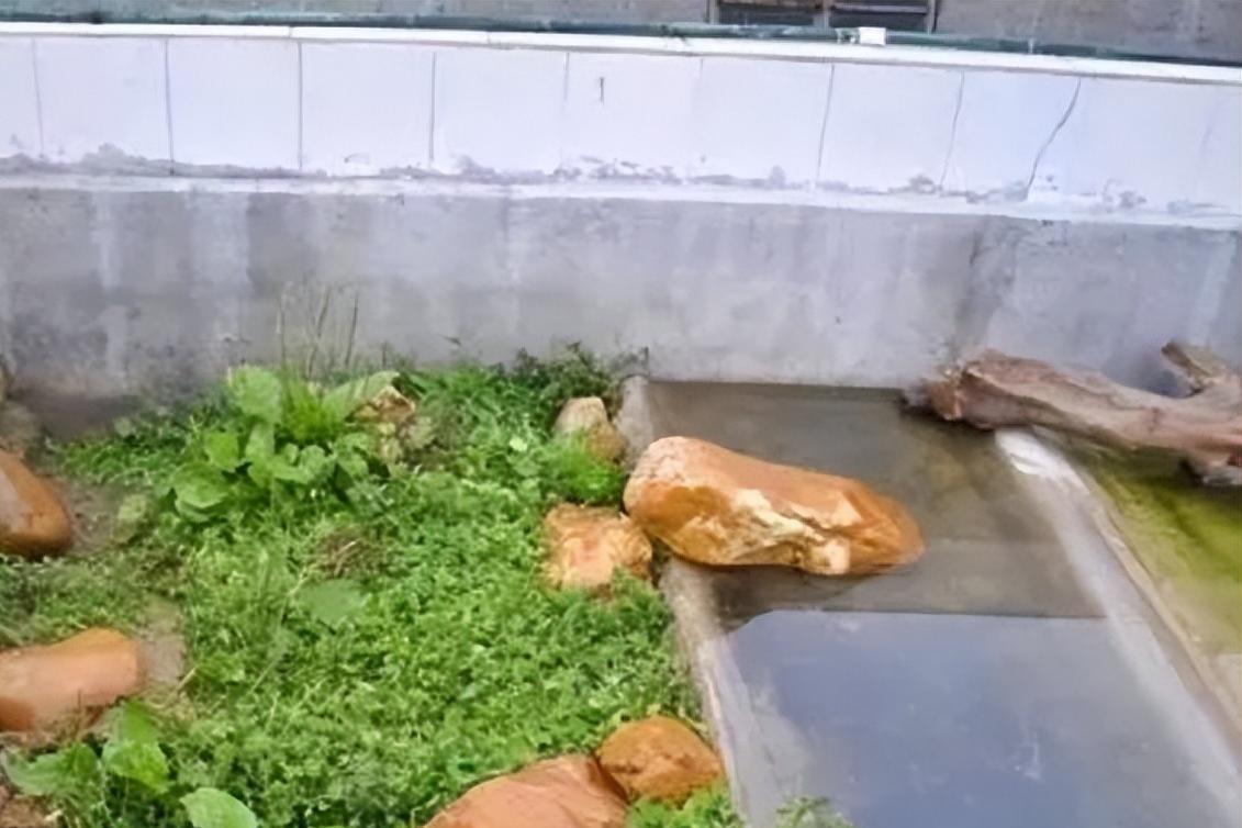 教你自己制作养龟池,自制龟池永久水循环