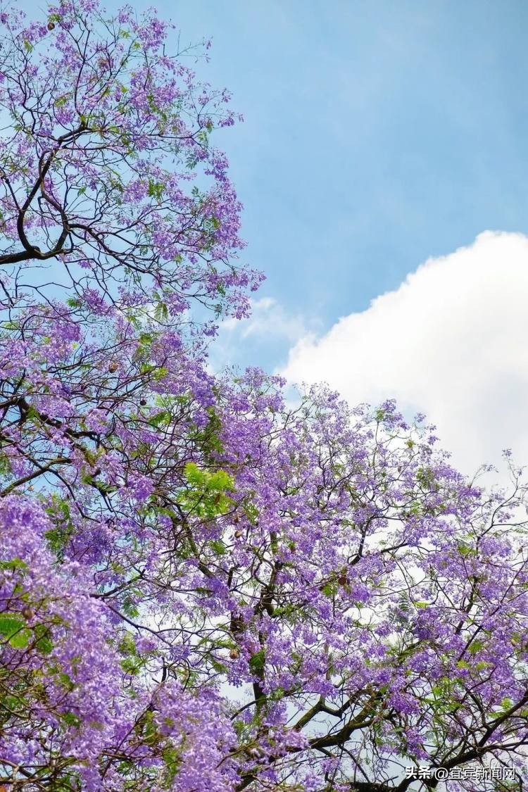 泸州蓝花楹打卡地,蓝花楹打卡点照片