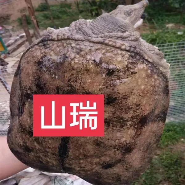 遇到珍稀动植物如何保护它们,保护动植物我们应该注意什么