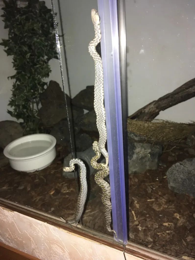 「原来欧洲有这么多种蛇？！」偷师卡塞尔的豢龙大师·下