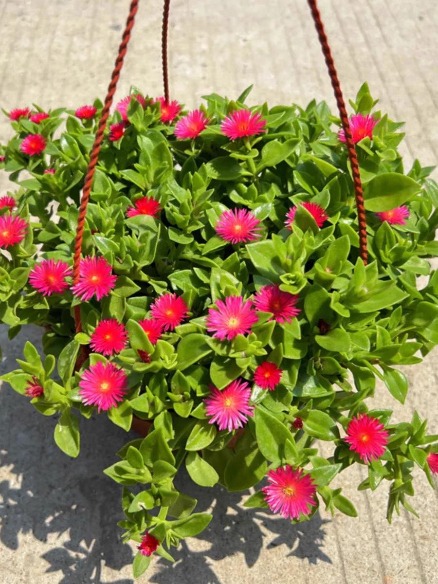 温度低于15度养花,耐热好养四季开花太阳花